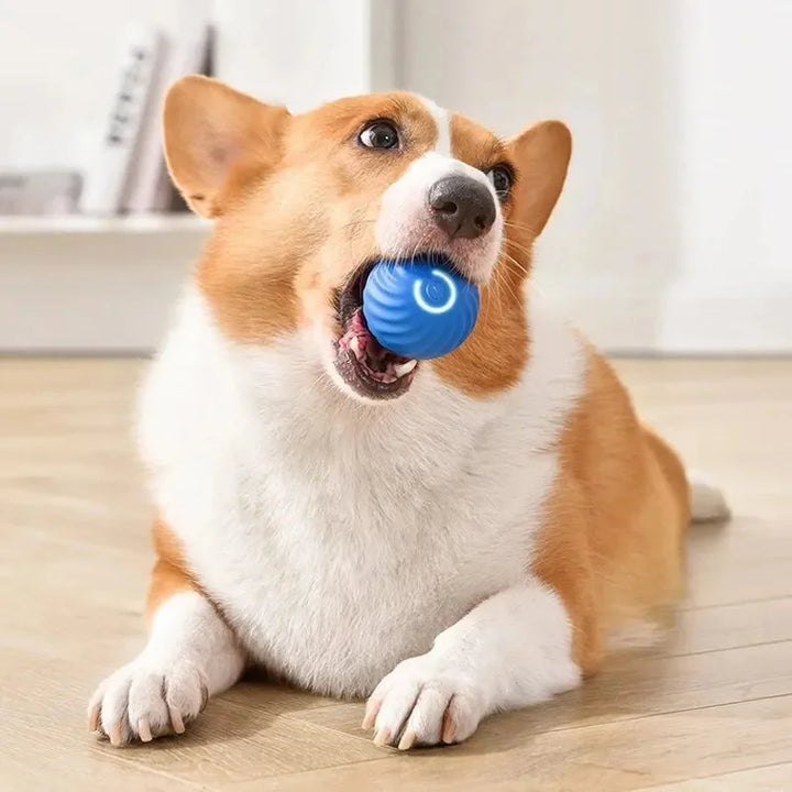 Small Smart Pet Ball - BuyMoreMall